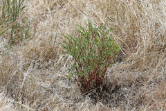 Astragalus lentiginosus diphysus