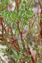 Astragalus lentiginosus diphysus