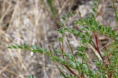 Astragalus lentiginosus diphysus