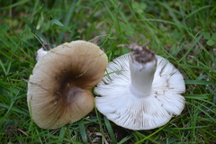 Russula pectinatoides