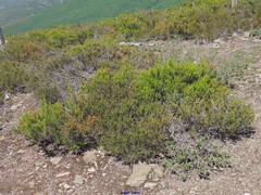 Erica australis