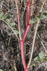 Astragalus lentiginosus diphysus
