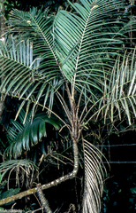 Astrocaryum mexicanum