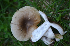 Russula pectinatoides