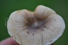 Russula pectinatoides