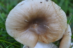 Russula pectinatoides