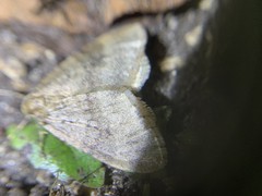 Operophtera fagata