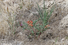 Astragalus lentiginosus diphysus