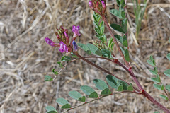 Astragalus lentiginosus diphysus