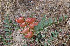 Astragalus lentiginosus diphysus