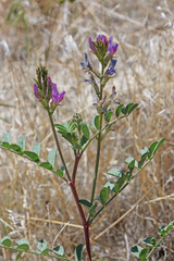 Astragalus lentiginosus diphysus
