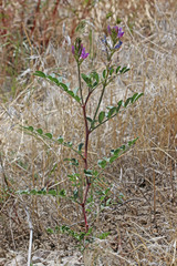 Astragalus lentiginosus diphysus