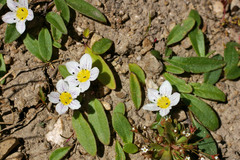 Hesperochiron pumilus