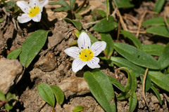 Hesperochiron pumilus