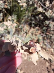 Andricus reticulatus