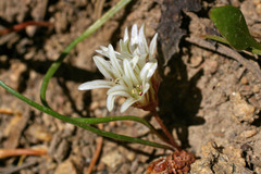 Allium simillimum