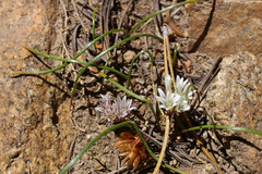 Allium simillimum