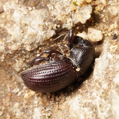 Psallidium maxillosum