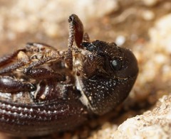 Psallidium maxillosum