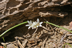 Allium simillimum