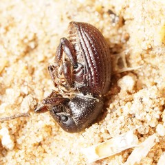 Psallidium maxillosum