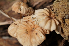 Marasmius anomalus