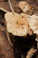 Marasmius anomalus