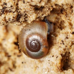 Eopolita protensa