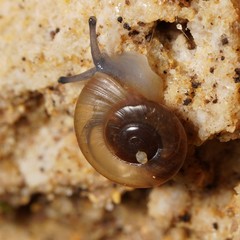 Eopolita protensa