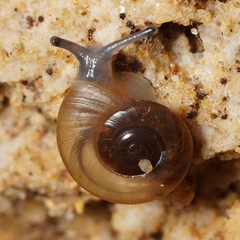 Eopolita protensa