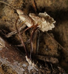 Marasmius anomalus