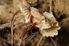 Marasmius anomalus