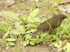 Spodiornis rusticus