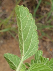 Leucas sexdentata