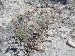 Astragalus lentiginosus diphysus
