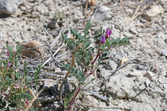 Astragalus lentiginosus diphysus