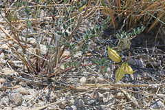 Astragalus lentiginosus diphysus