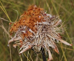 Protea baumii image