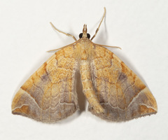 Eulithis testata