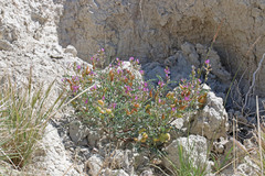 Astragalus lentiginosus diphysus