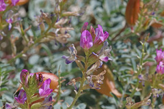 Astragalus lentiginosus diphysus
