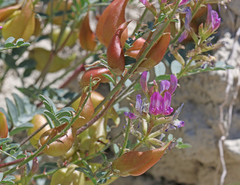 Astragalus lentiginosus diphysus