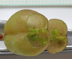 Astragalus lentiginosus diphysus