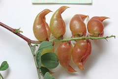 Astragalus lentiginosus diphysus