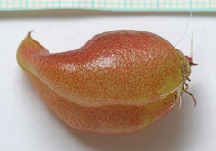 Astragalus lentiginosus diphysus