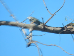 Iguana iguana