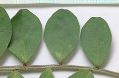 Astragalus lentiginosus diphysus