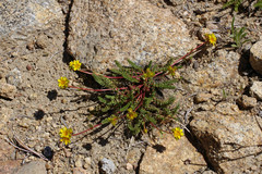 Ivesia gordonii