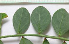 Astragalus lentiginosus diphysus