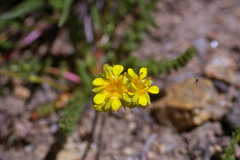 Ivesia gordonii